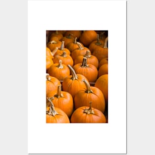 Pumpkins Posters and Art